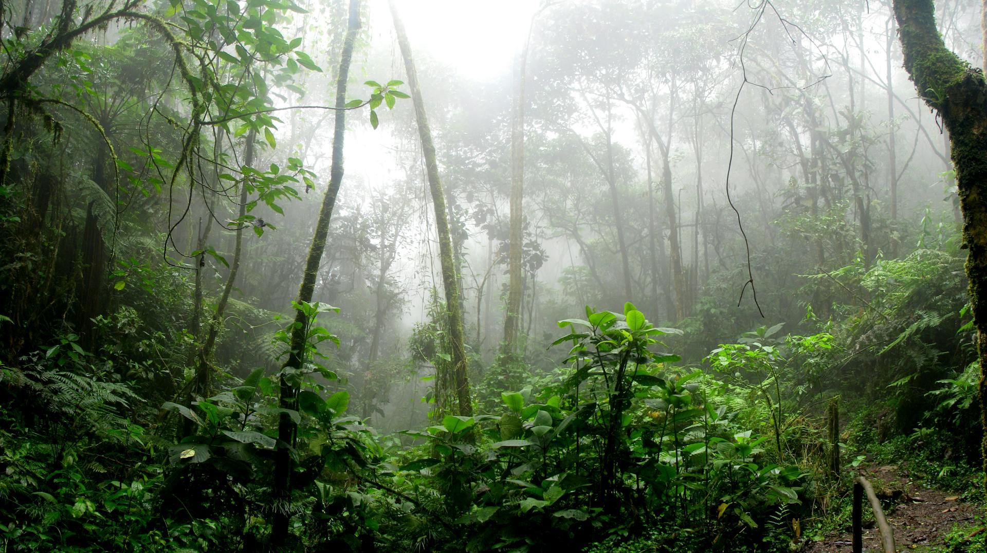 jungle