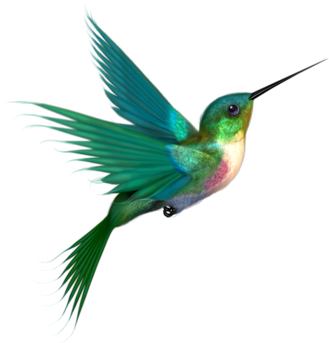 colibri