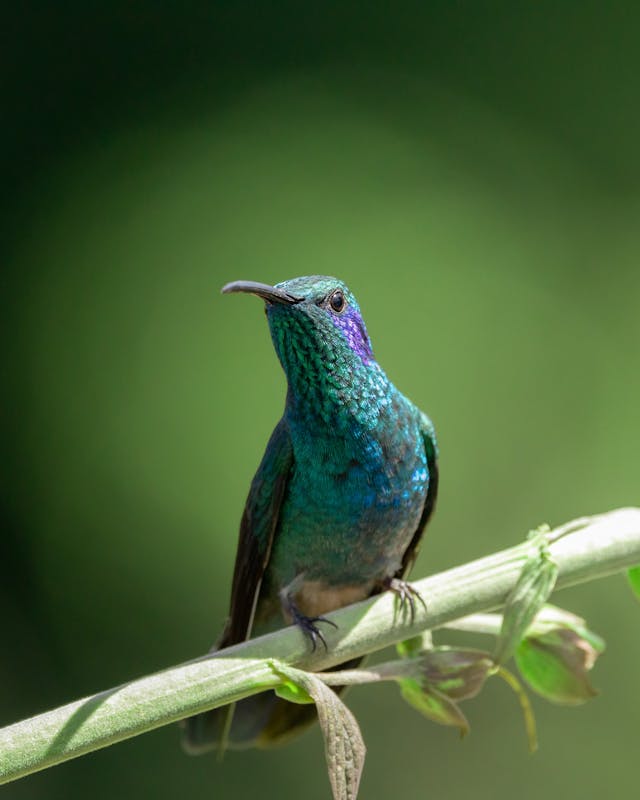 colibrí