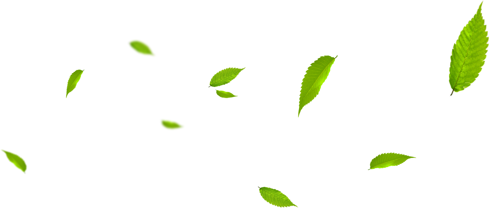leaves